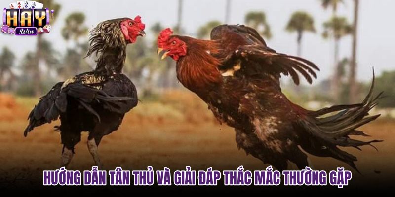 huong-dan-tan-thu-va-giai-dap-thac-mac-thuong-gap huong-dan-tan-thu-va-giai-dap-thac-mac-thuong-gap