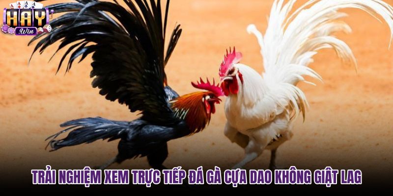 trai-nghiem-xem-truc-tiep-da-ga-cua-dao-khong-giat-lag trai-nghiem-xem-truc-tiep-da-ga-cua-dao-khong-giat-lag